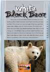1.3_White black bear_HR-1.jpg.jpg