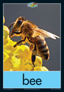 Card 38 Bee-1 lr