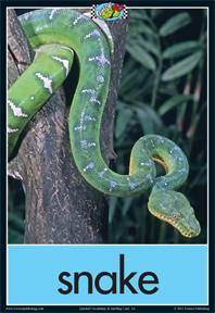 Card 24 Snake cover