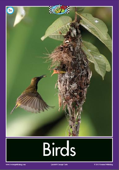 Birds Concept Card
